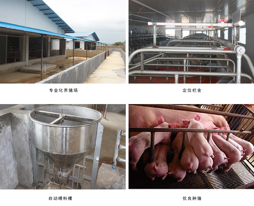 广西国产午夜麻豆影院在线观看农牧集团