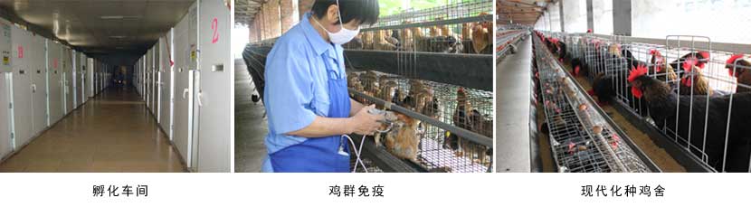 广西国产午夜麻豆影院在线观看农牧集团