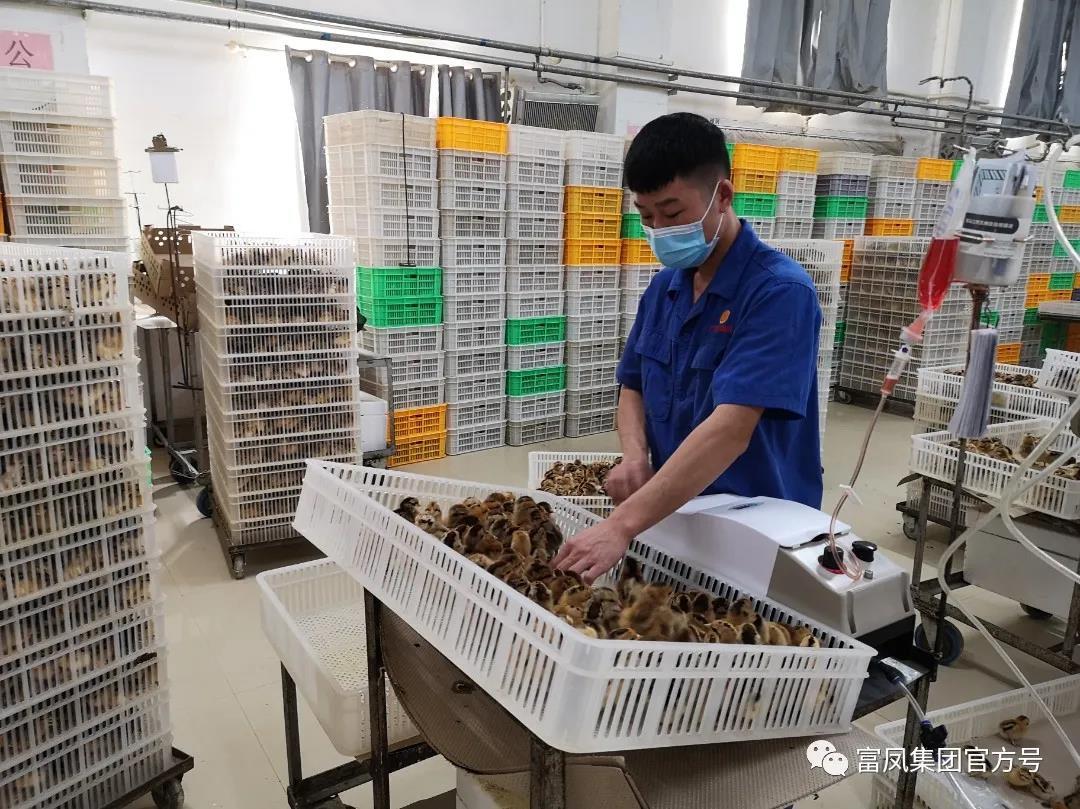 广西国产午夜麻豆影院在线观看农牧集团有限公司